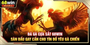 Đá Gà Cựa Sắt 68WIN - Sàn Đấu Gay Cấn Cho Tín Đồ Yêu Gà Chiến