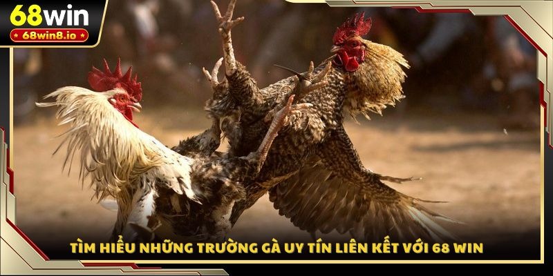 Tìm hiểu những trường gà uy tín liên kết với 68 WIN