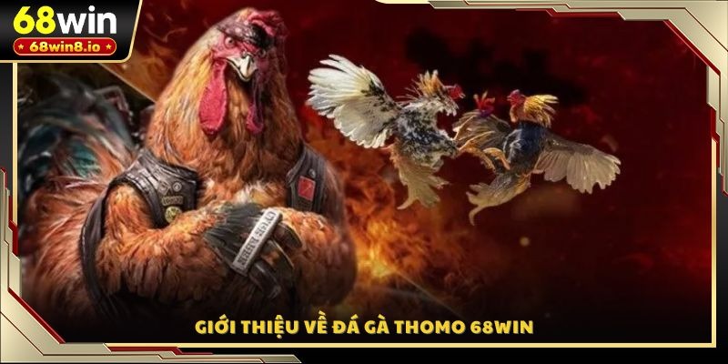 Giới thiệu về đá gà Thomo 68WIN
