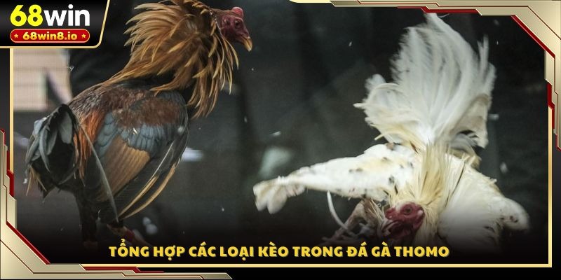 Tổng hợp các loại kèo trong đá gà Thomo